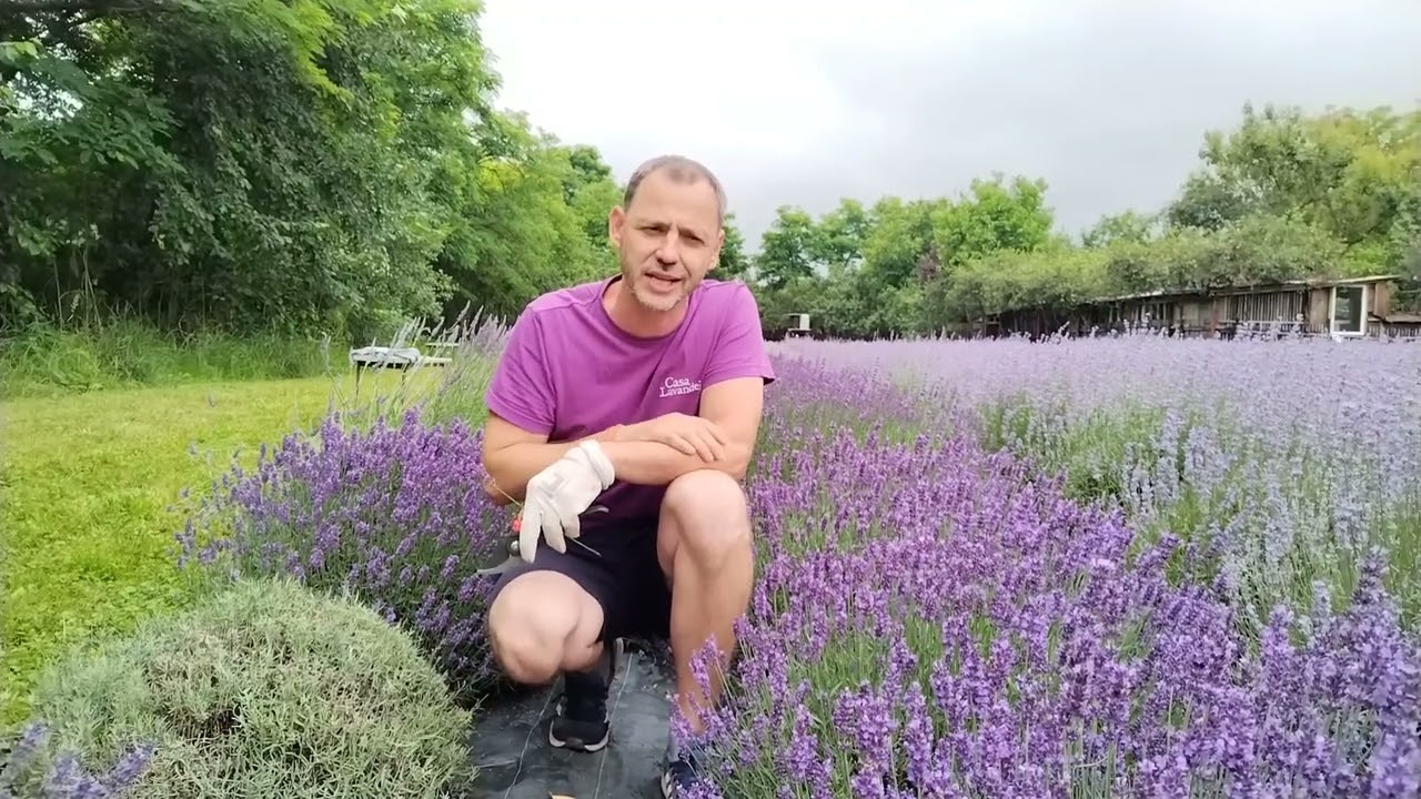 Lavanda Imperial Gem! Soi perfect pentru gradini mici si aranjamente!