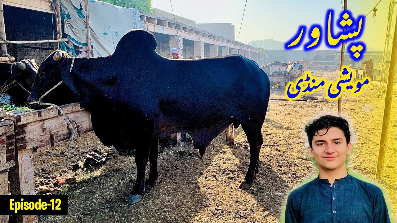 Nasirpur Kala Mandi Peshawar 2024 cattle updates | Maweshi Cow Mandi Peshawar Pakistan | Epi-12