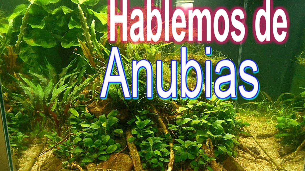 Hablemos de anubias