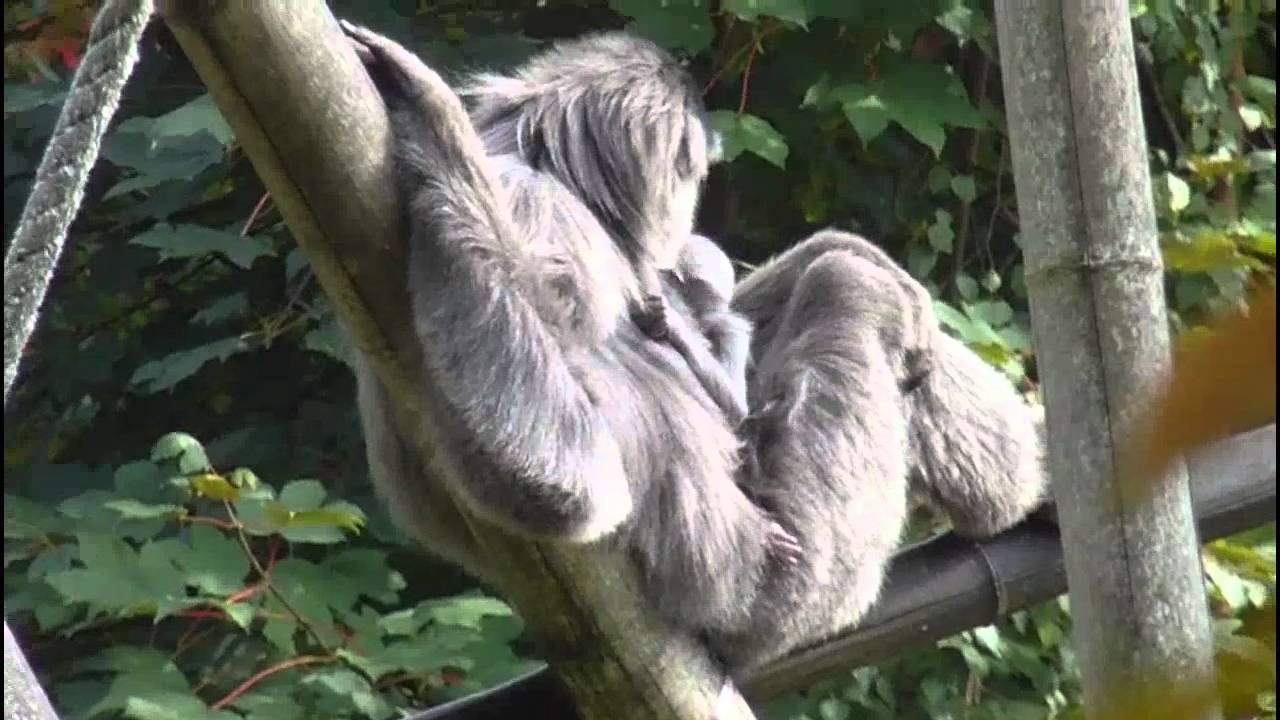 Silvery Gibbon Mother Pangrango and her Baby - Silber Gibbon Mutter mit ihrem Baby