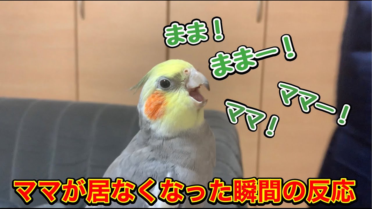 ママが居なくなった瞬間‥必死にママを呼ぶ女将【オカメインコ】
