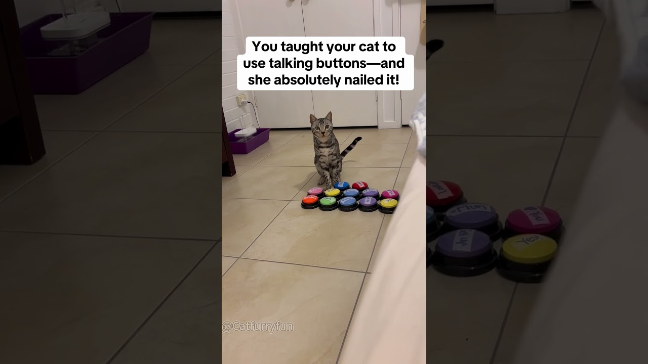 When cats learned how to use talking buttons 😂😂#cat#catvideos #funnycat#fyp