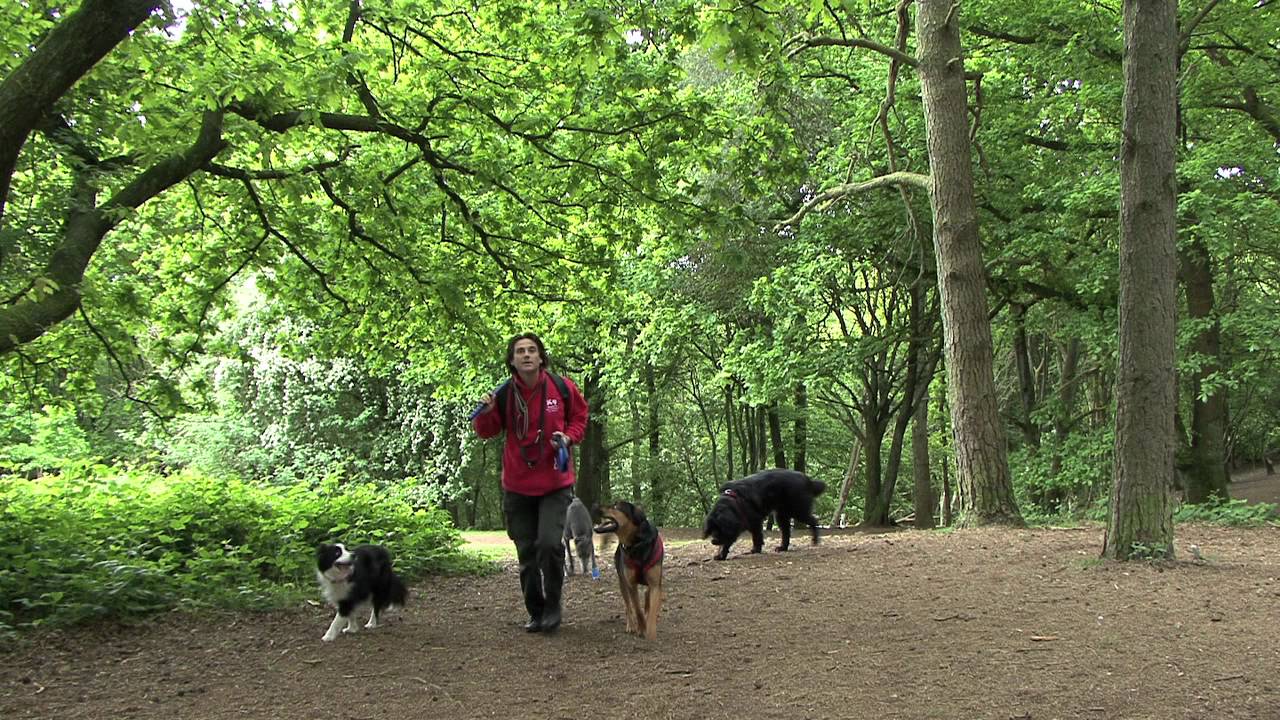 K9 Buddies  - Dog Walking & Pet Sitting in Birmingham