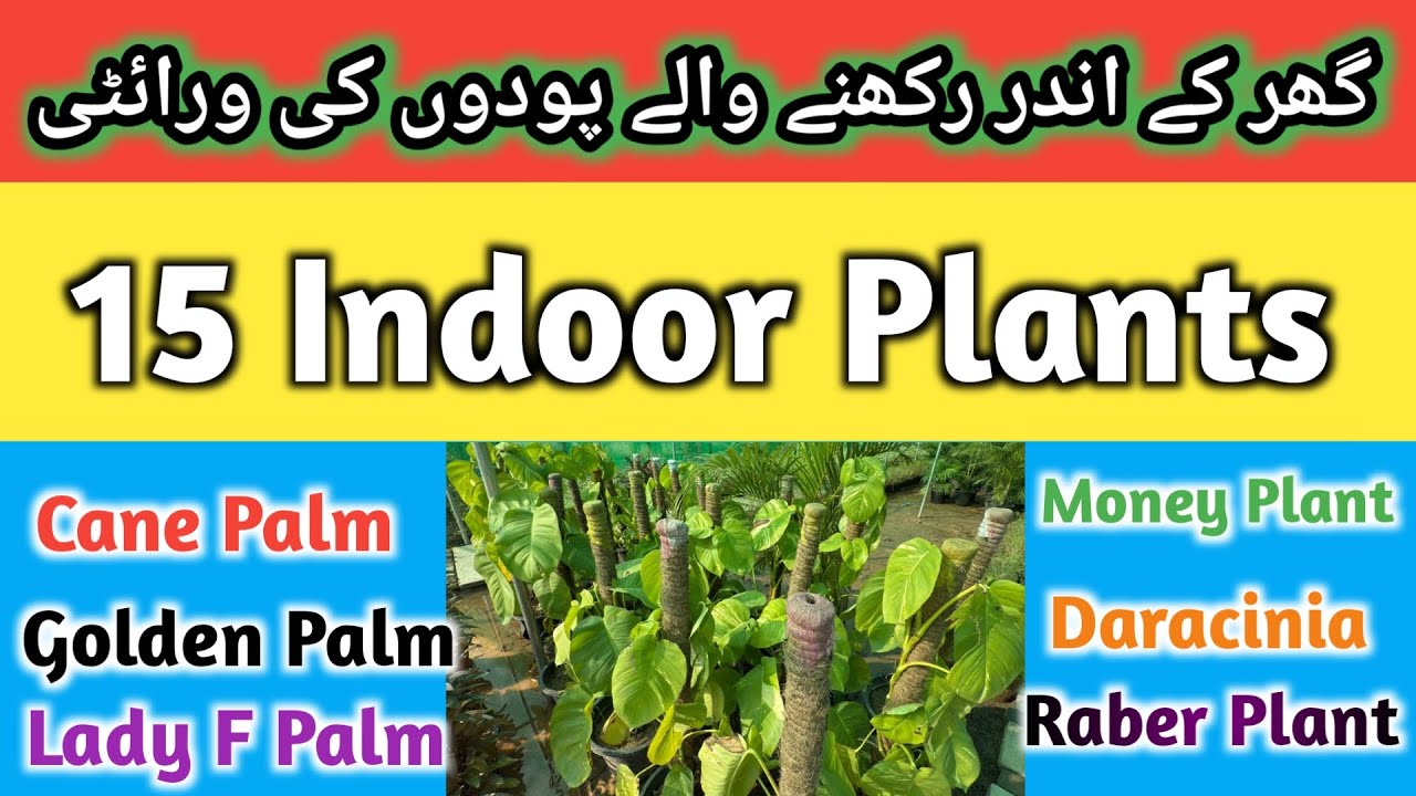 15 Best Indoor Plants Variety | Cane Palm Golden Palm Lady Finger Palm Cat Palm | Corn Leaf Plant