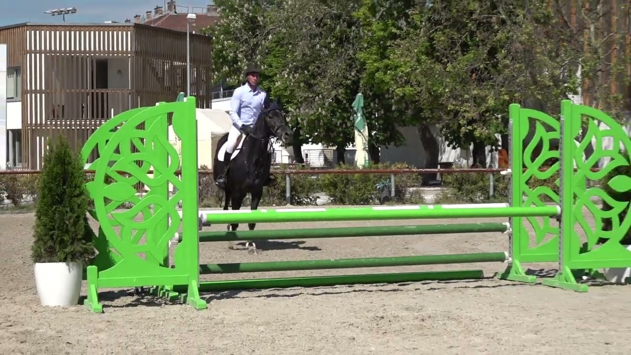 Dexter Z (Dominator 2000 Z - Calico) ZANG gelding 2019. - Five Star Horse Auction