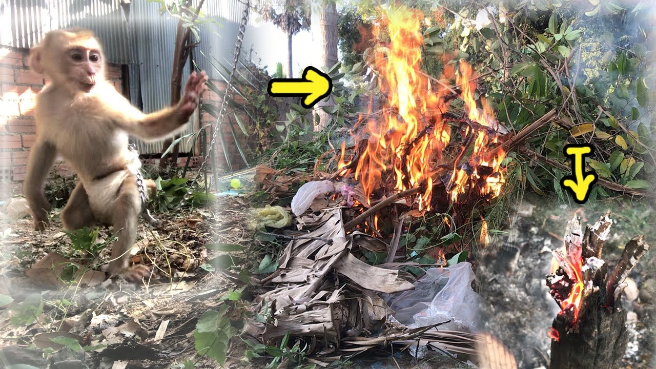 Smart Monkey! Abbey Overseeing Daddy's Weed & Trash Clearing Work