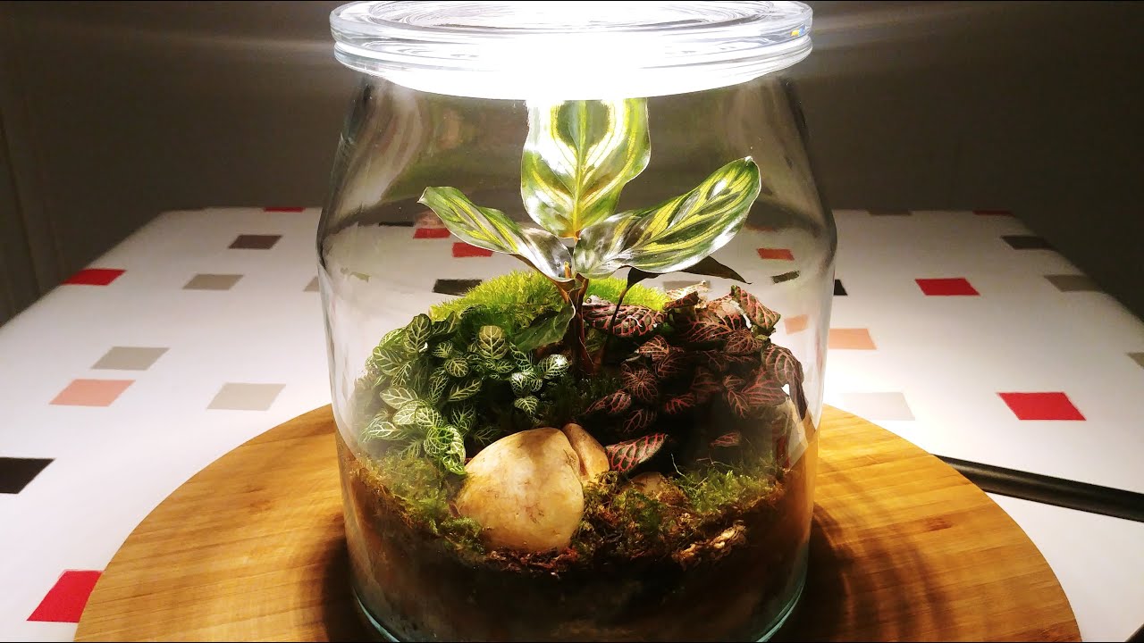 D-Terrariums - Tuto #1 Terrarium fermé (nouvelles vidéos disponibles ! 🌿)