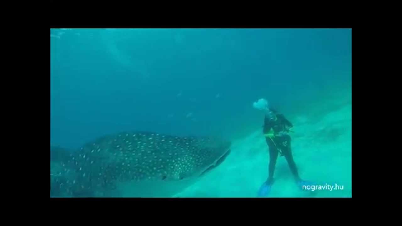 Whale Shark Diving