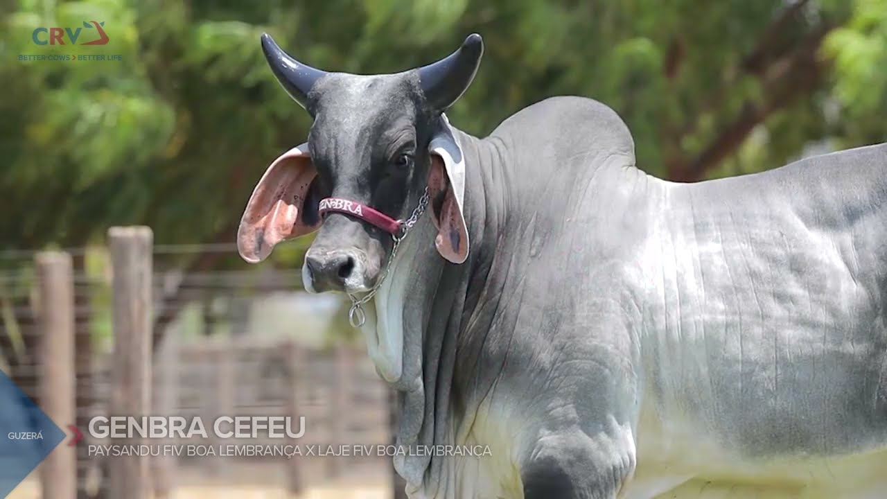 GENBRA CEFEU FIV