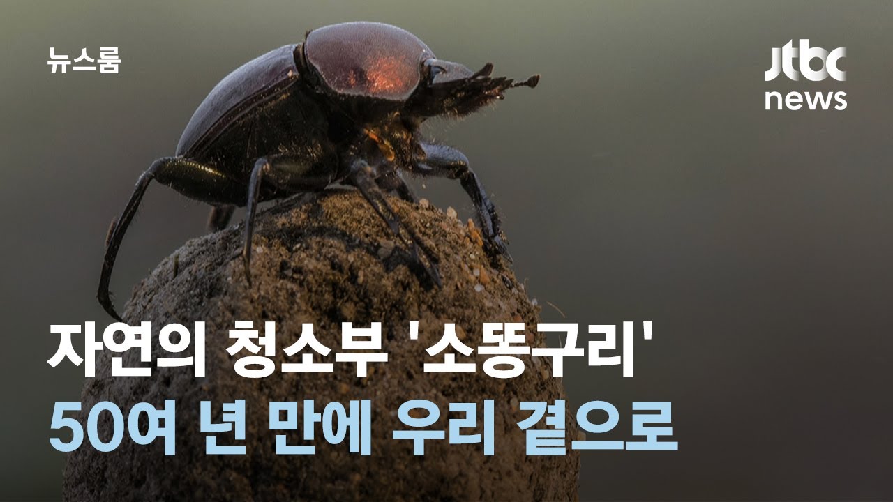 자연의 청소부 '소똥구리'…50여 년 만에 우리 곁으로 / JTBC 뉴스룸