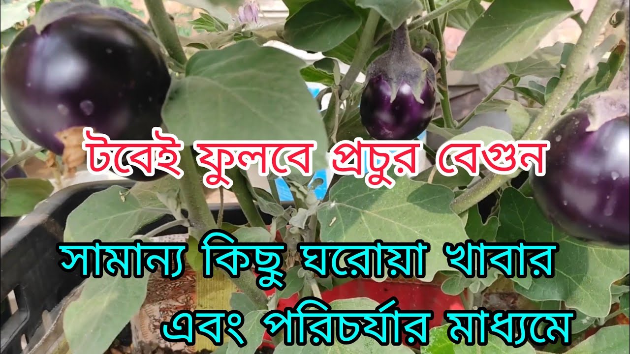 টবেই ফলবে প্রচুর বেগুন সামান্য কিছু পরিচর্যা এবং খাবারের মাধ্যমে | টবে বেগুন চাষ | ছাদবাগানে চাষ