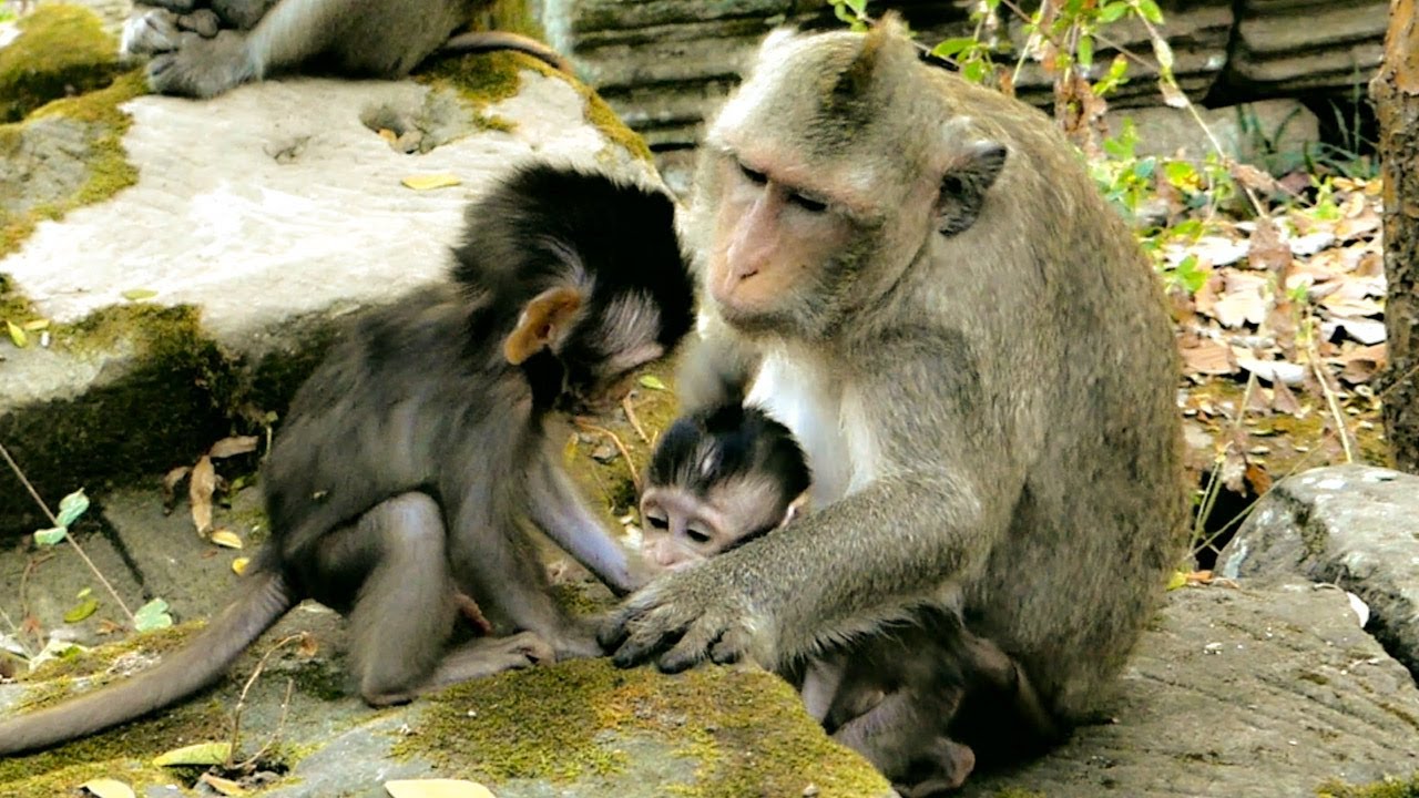 Great job mommy  let adorable baby monkey play happy then feeding milk