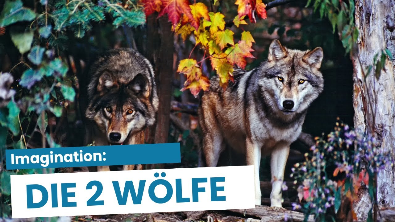 🐺 30 Min. Geführte Imagination – Bewusste Entscheidungen, welche Energie dich im Alltag lenkt.