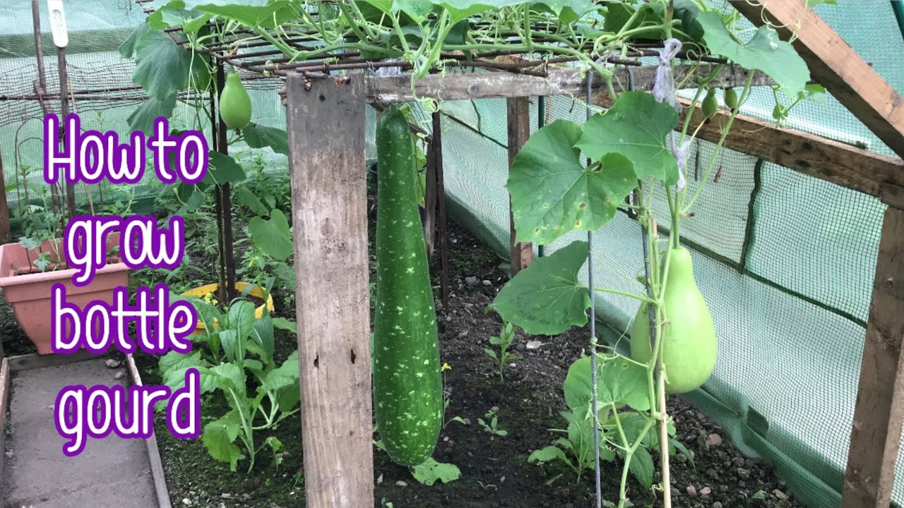 How to grow bottle gourd || Gardening || বাংলা লাউয়ের বেড়ে উঠা