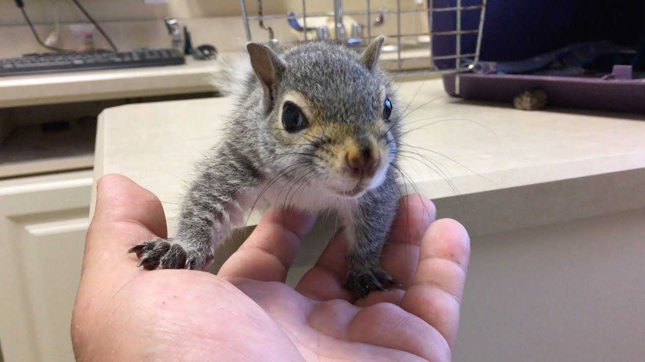 Stuart Little the Adorable Dwarf Squirrel Compilation #1