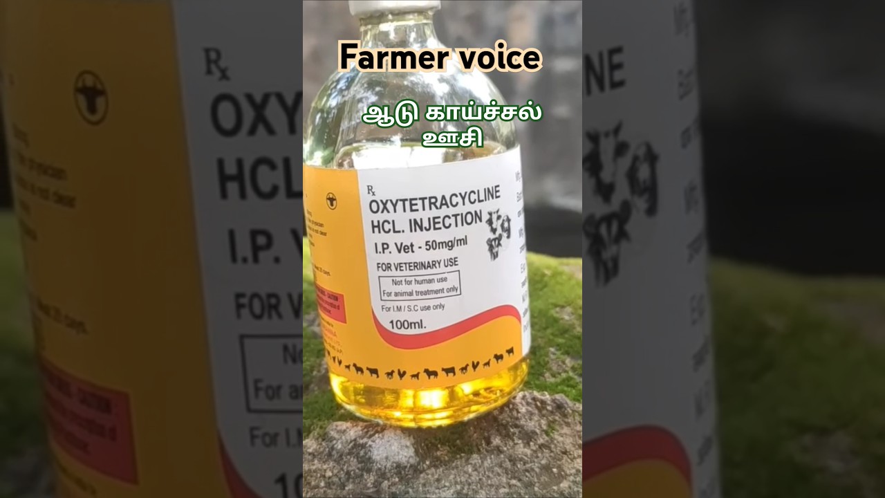 Goat fever #tamil #love #viralshort #terramycin #agriculture #ytshorts #goatfever #trending