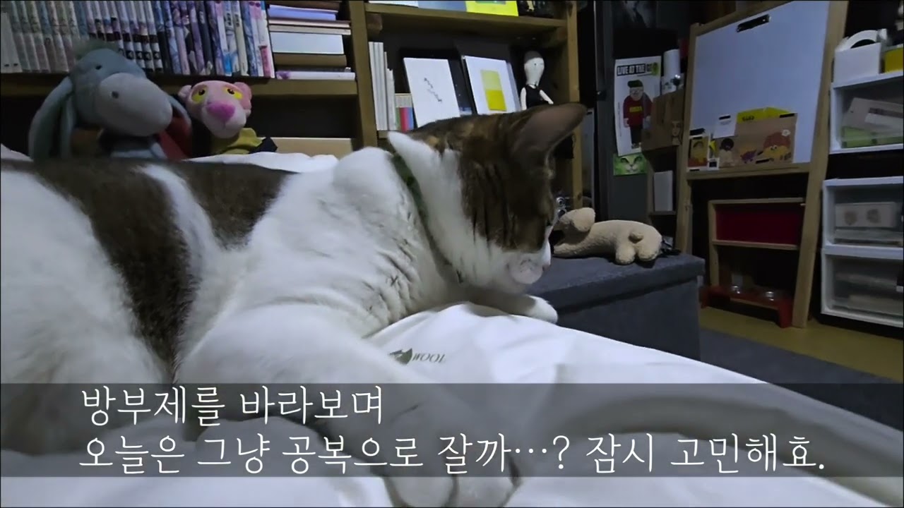 자기가 🐕 인 줄 아는 🐱  #개보다공놀이잘하는고양이 #홍택오씨레오
