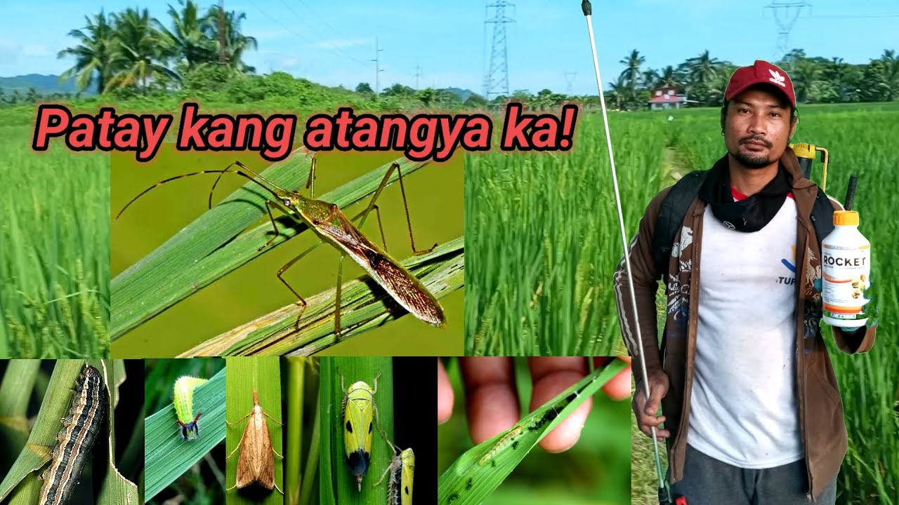 Makunat na Atangya hindi umubra sa Insecticide na ito! | Kafarmer Bernz