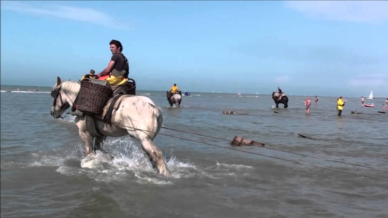 Garnalenvissen met paarden