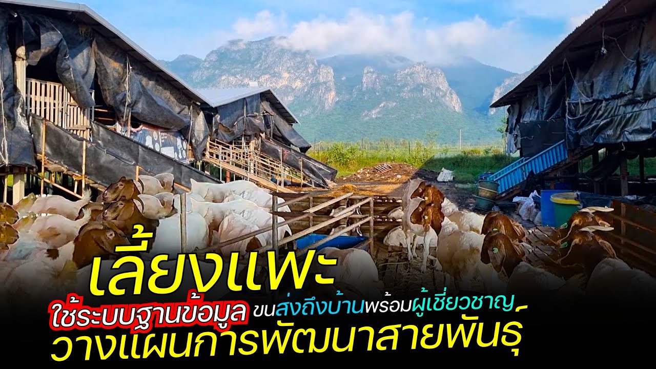เลี้ยงแพะโดยใช้ระบบฐานข้อมูลในการวางแผนการพัฒนาสายพันธุ์และขนส่งแพะให้ลูกค้าพร้อมผู้เชี่ยวชาญ