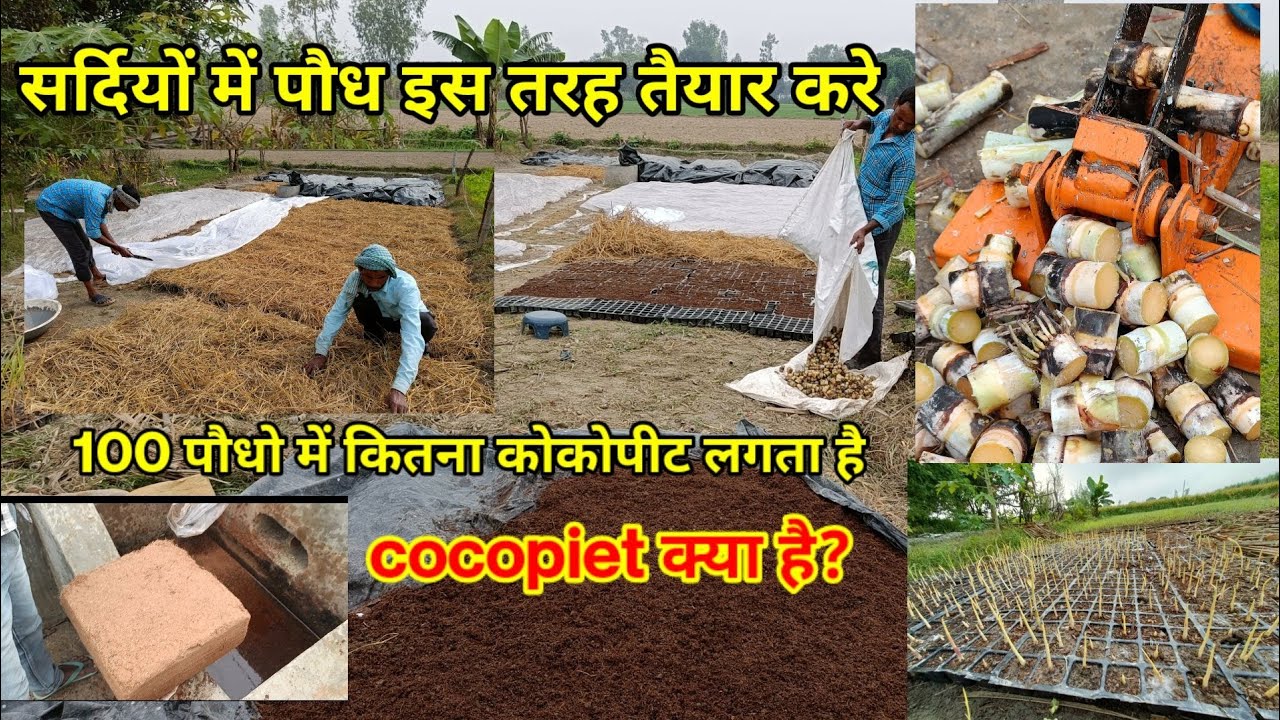 सर्दियों में गन्ना नर्सरी कैसे तैयार करे? नर्सरी उगाने की संपूर्ण जानकारी | Sugarcane nursery |