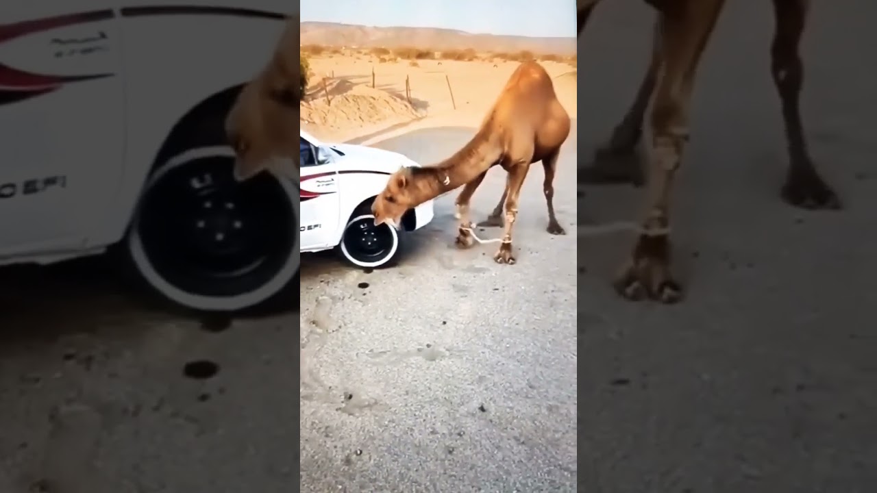 الجمل يعض الكفر