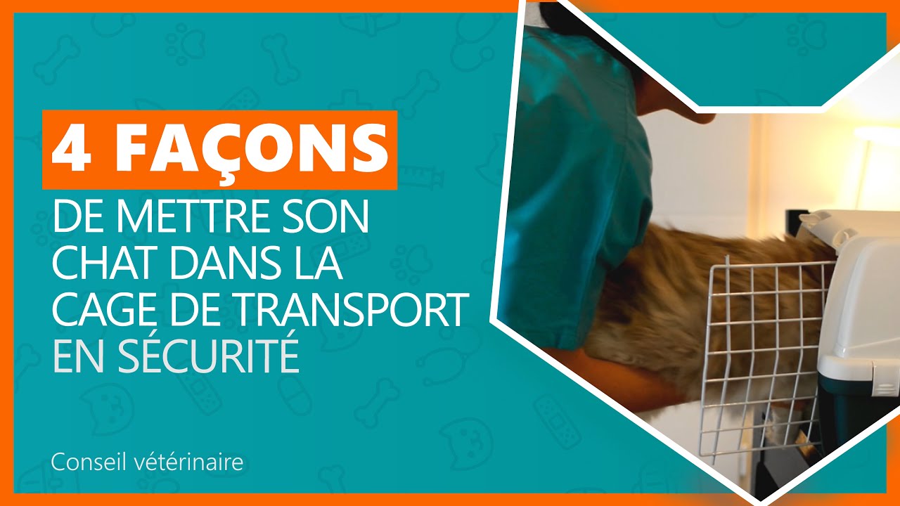 Comment mettre un chat peureux dans une caisse de transport - conseil vétérinaire