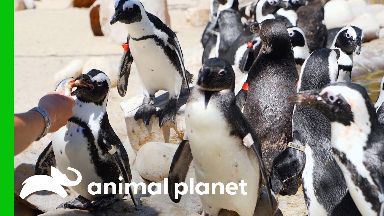 Let's Save The Penguins! | The Aquarium: A Deeper Dive