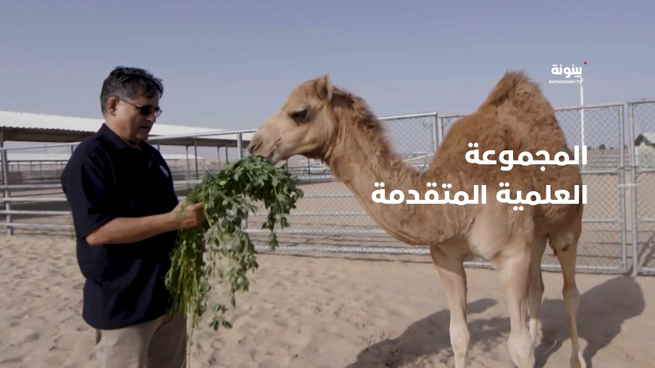 المجموعة العلمية المتقدمة.. أكبر مؤسسة لتربية وانتاج الهجن في العالم