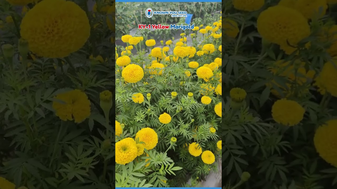 KY-1 Yellow Marigold | Profit Wala Phool | Known-You Seed (India) | High Yield Flower