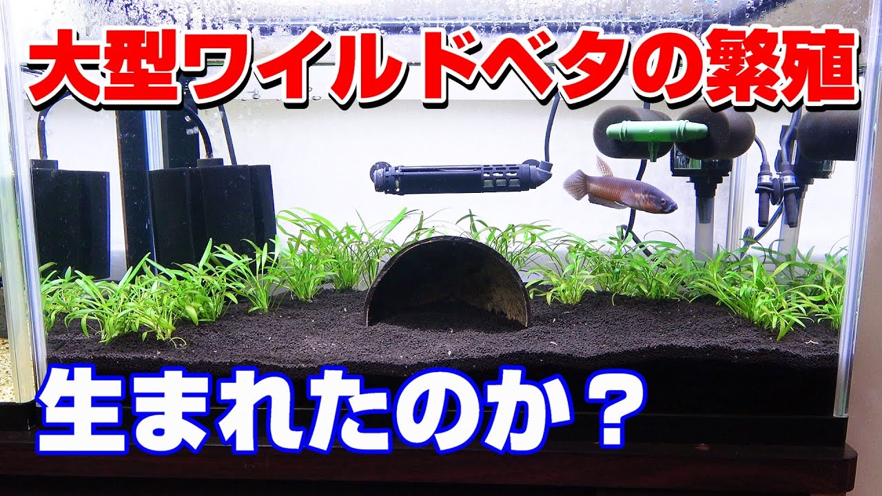 大型ベタの繁殖　交尾産卵後、生まれたのか？？？