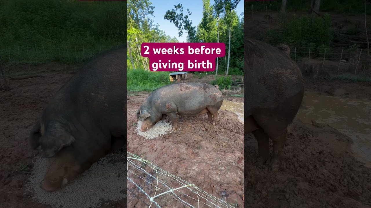 Stages of Pig Pregnancy 🐖 #piglets
