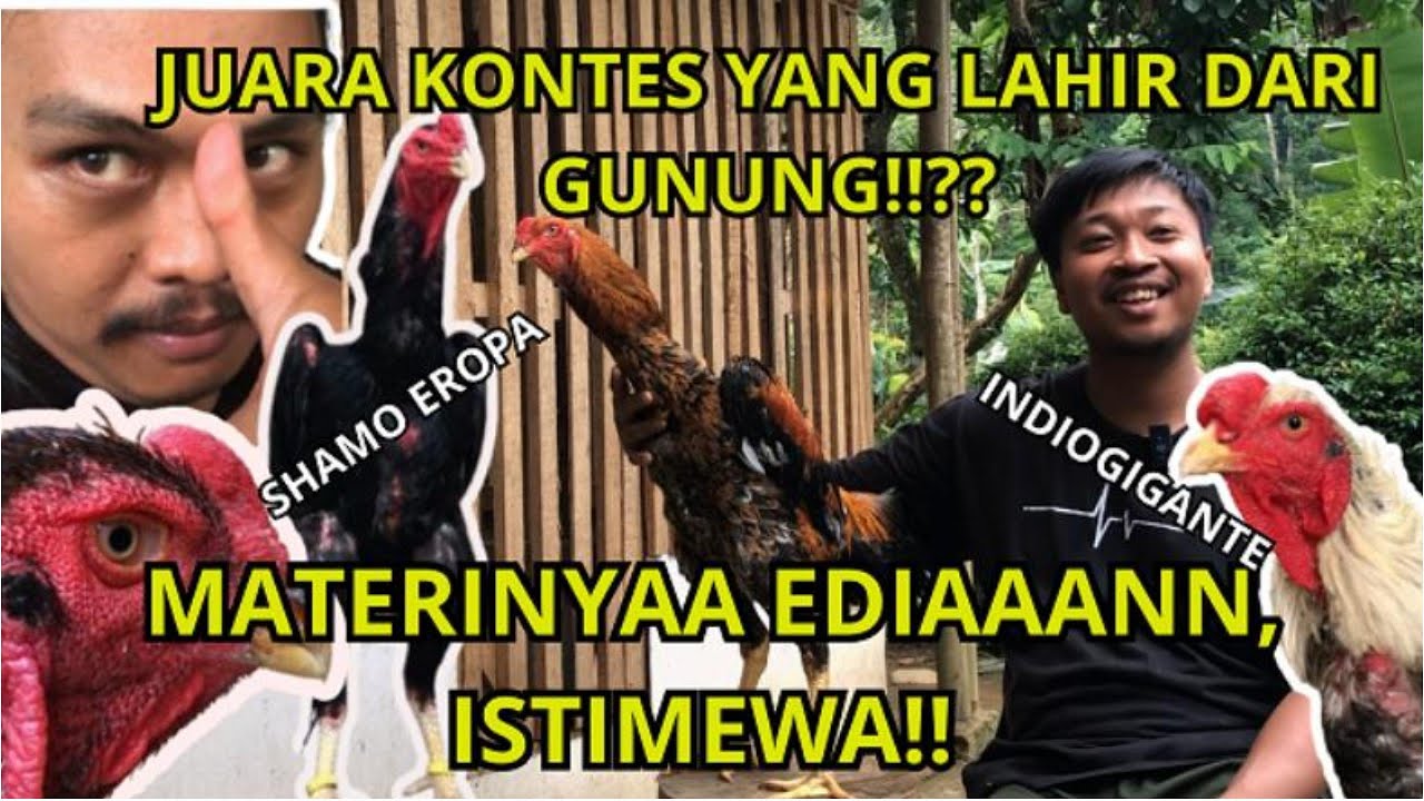 Pernah beli ayam mahal-mahal, tapiiii....🥹?! Juara kontes shamo dari gunung!! Episode Banyumas.