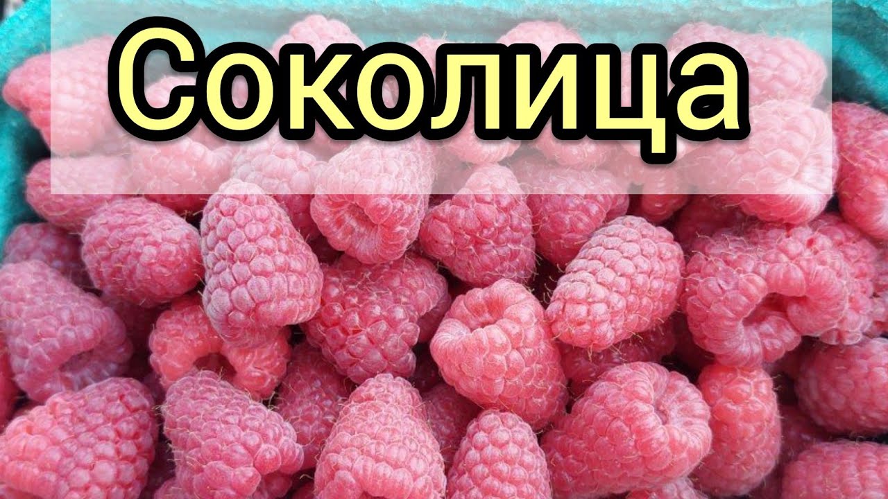 Малина Соколица