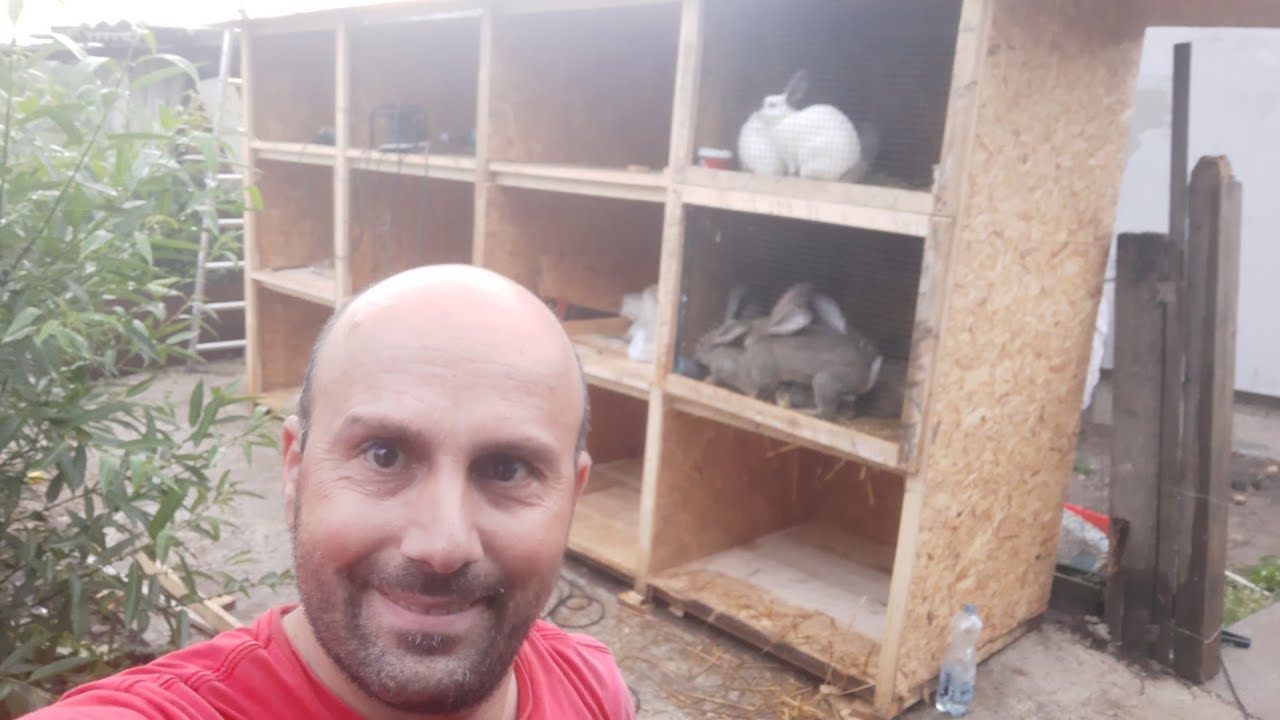 Ferma daniel 16  iunie.muncim la  custi in ciuda  ploi!