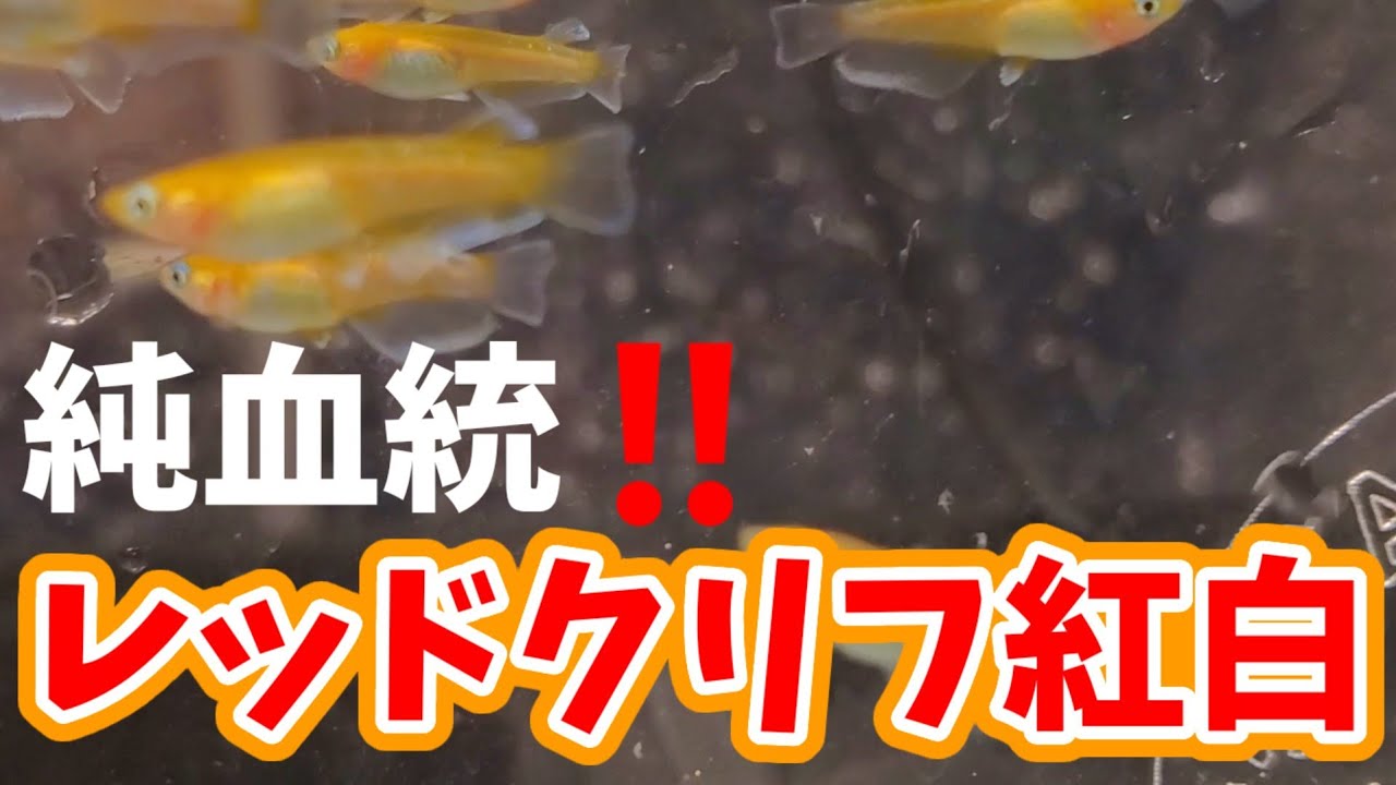 夢中めだか純血統‼️レッドクリフ紅白の若魚❗安らぎAQUAちゃんねる