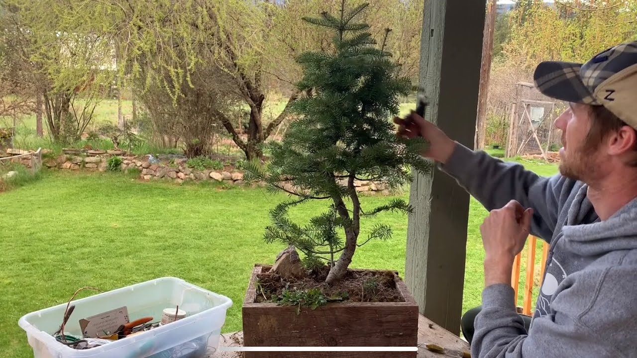 Subalpine Fir Bonsai - Twin Trunk First Styling