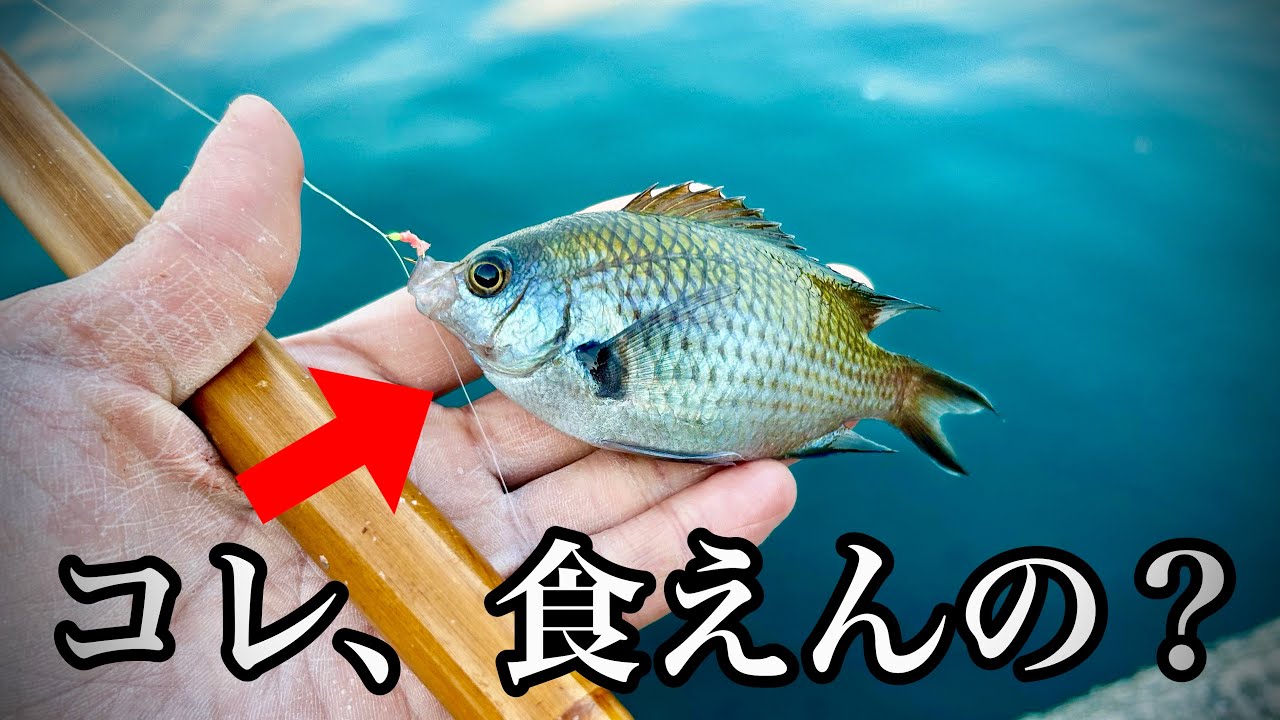 サビキで無限に釣れるコイツ、嫁に食べさせると…