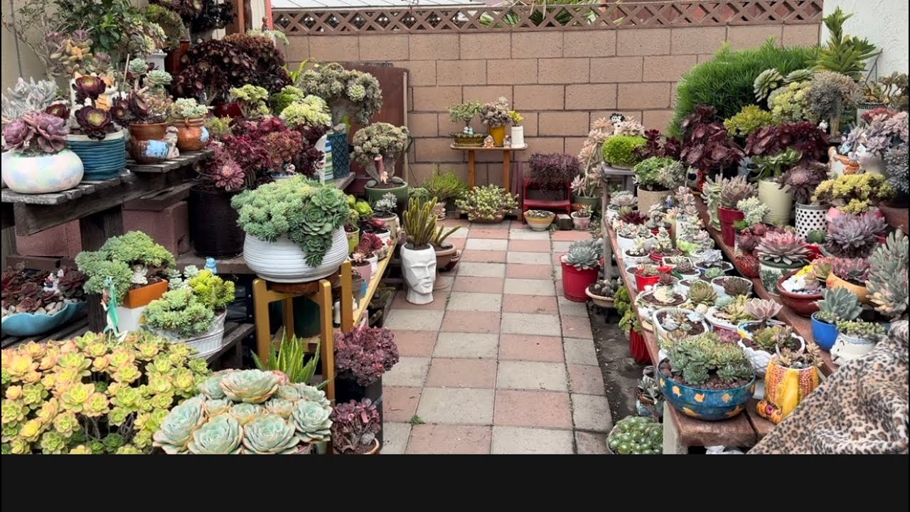 Relaxing Moments in the Succulent Garden ❤️