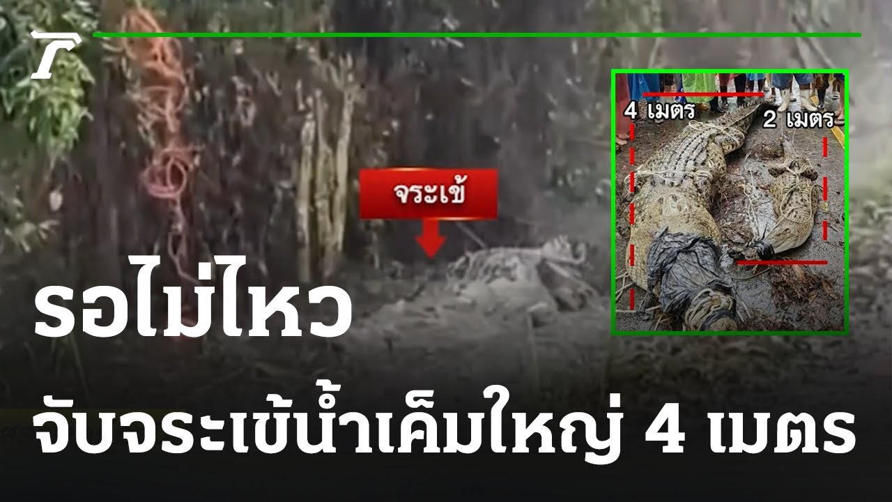 รอไม่ไหว จับจระเข้น้ำเค็มใหญ่กว่า 4 เมตร  | 09-12-65 | ห้องข่าวหัวเขียว