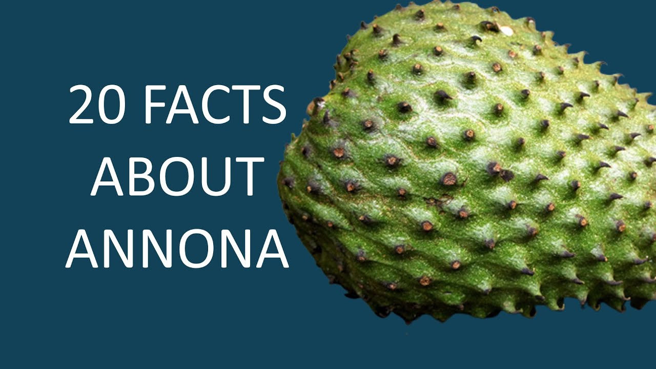 Annona The Amazing Fruit Genus You Need to Know