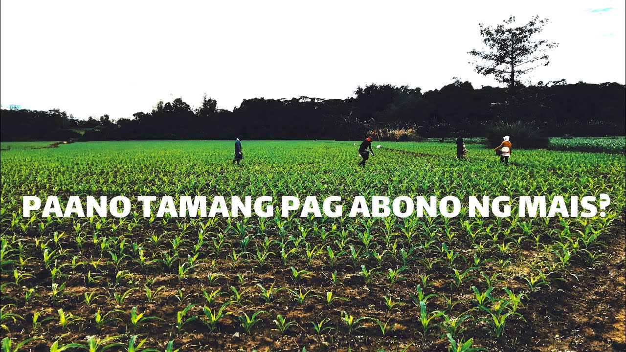 Paano tamang pag abono ng mais (Actual)  #Vlog331