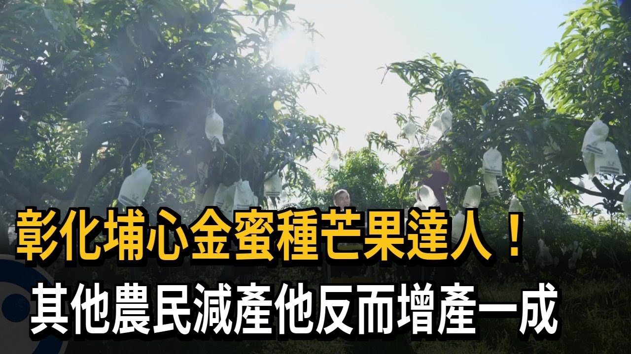 彰化埔心金蜜種芒果達人 傳授果園增產小撇步－民視新聞