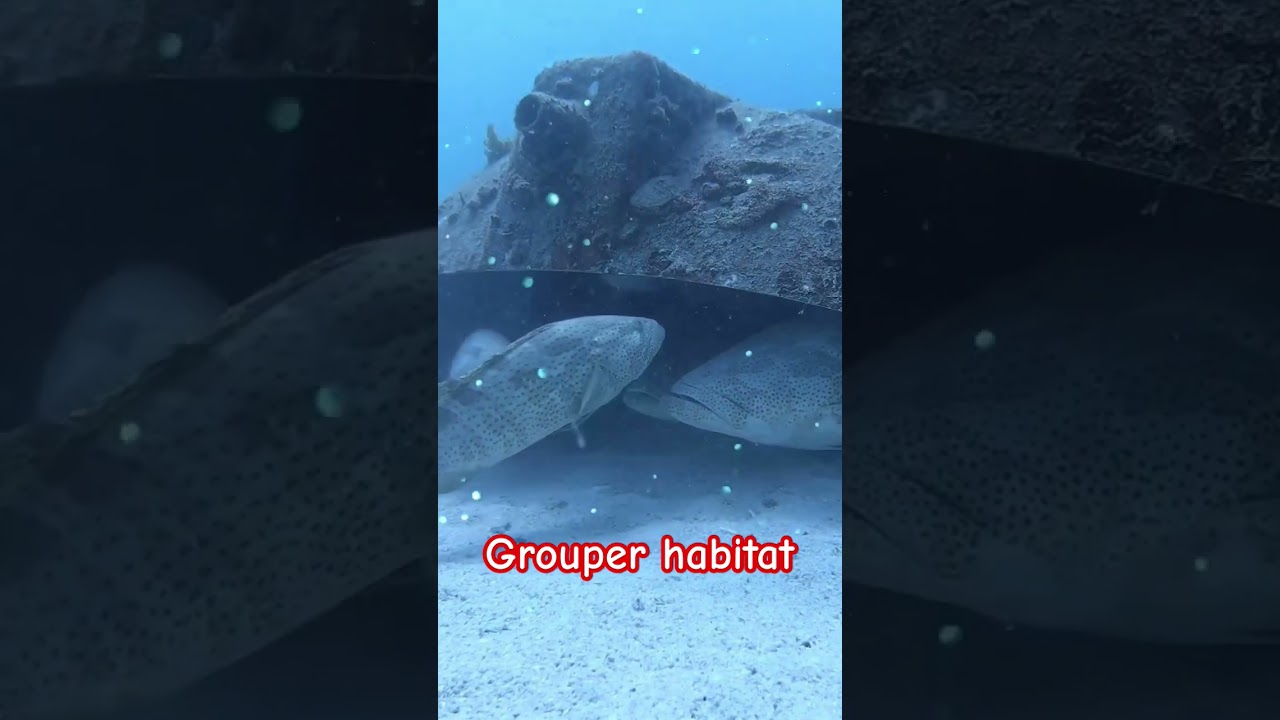 grouper habitat | habitat ikan kerapu
