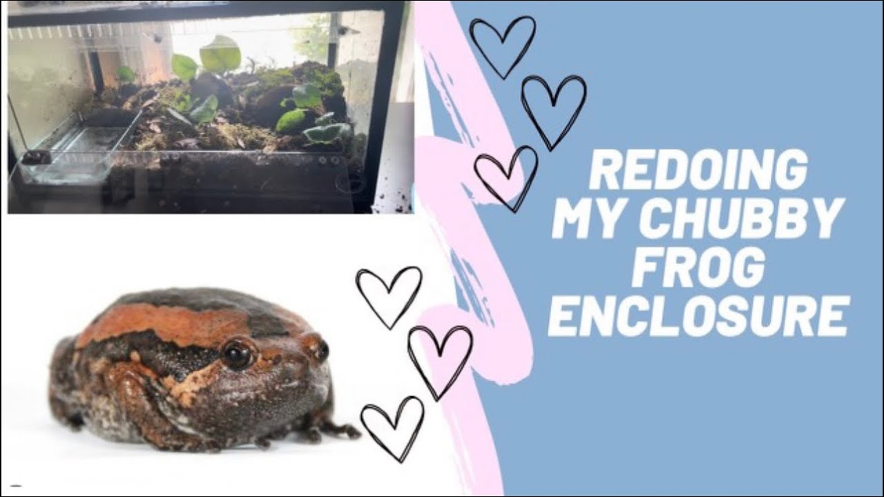 Redoing my bioactive enclosure for my chubby frog!