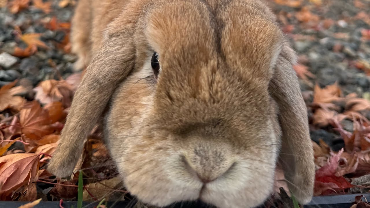 End your night with saying goodnight to a fluffy bun