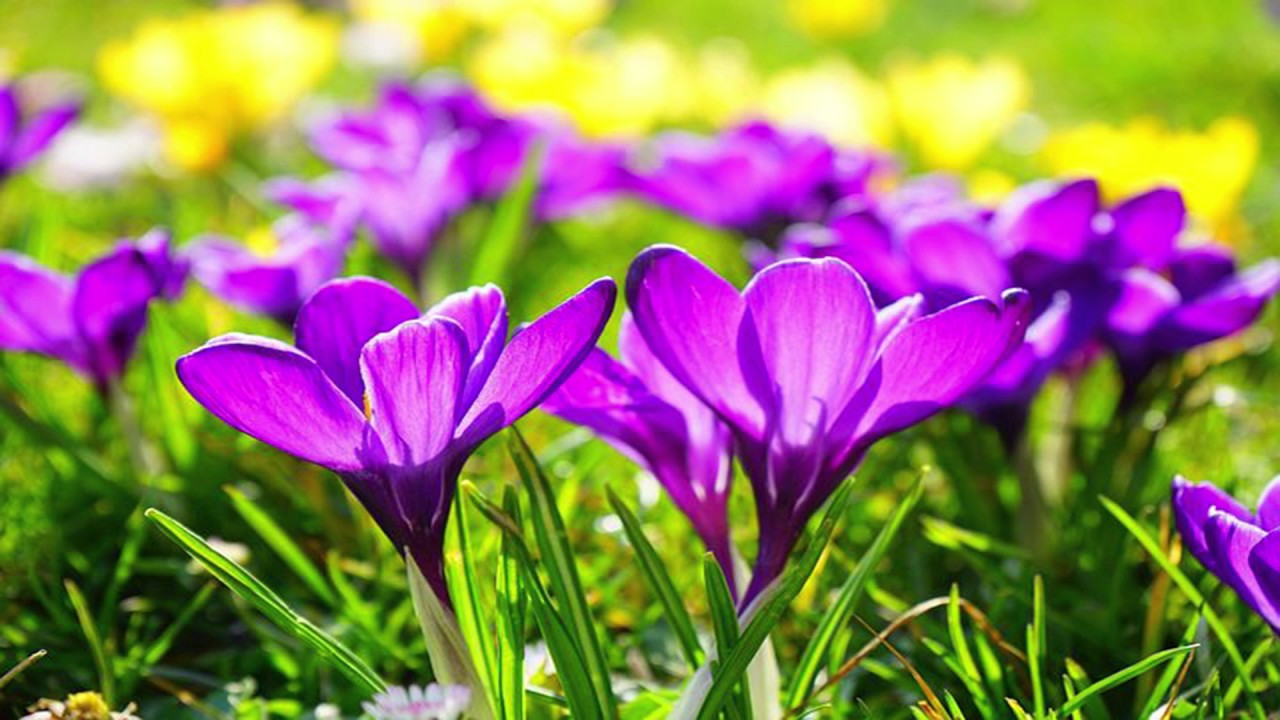 Purple Flower Video