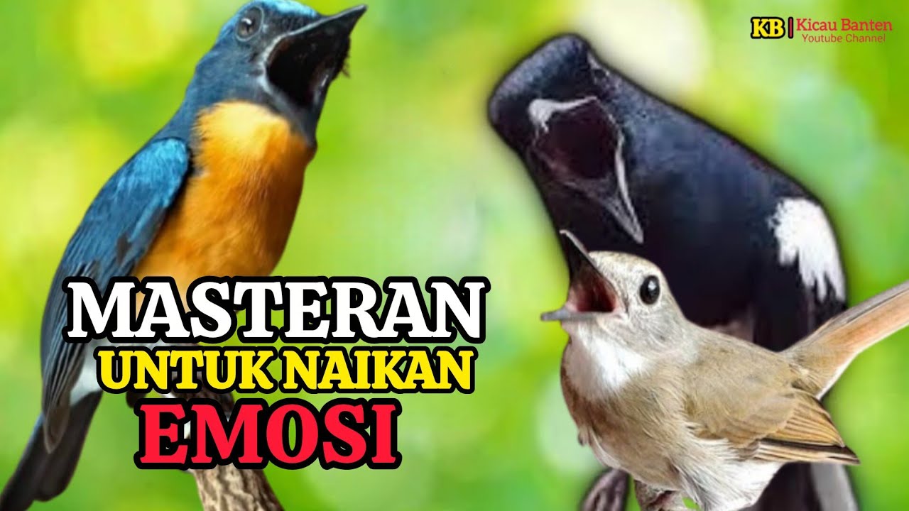 TERBUKTI AMPUH, MERANGSANG EMOSI TLEDEKAN GUNUNG, SRDC DAN KACER