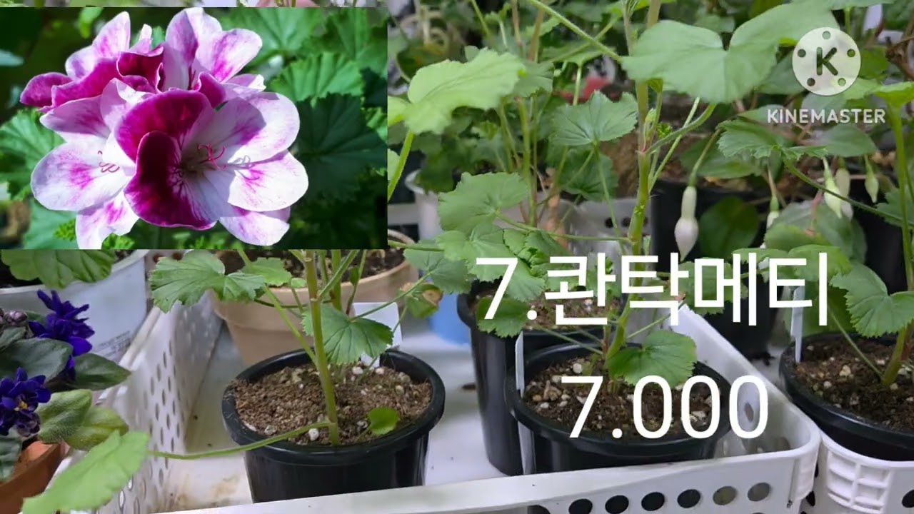#010 6836 6044 문자주세요 ~#리갈제라늄 ~#시클라멘 #코레리아 만추~~