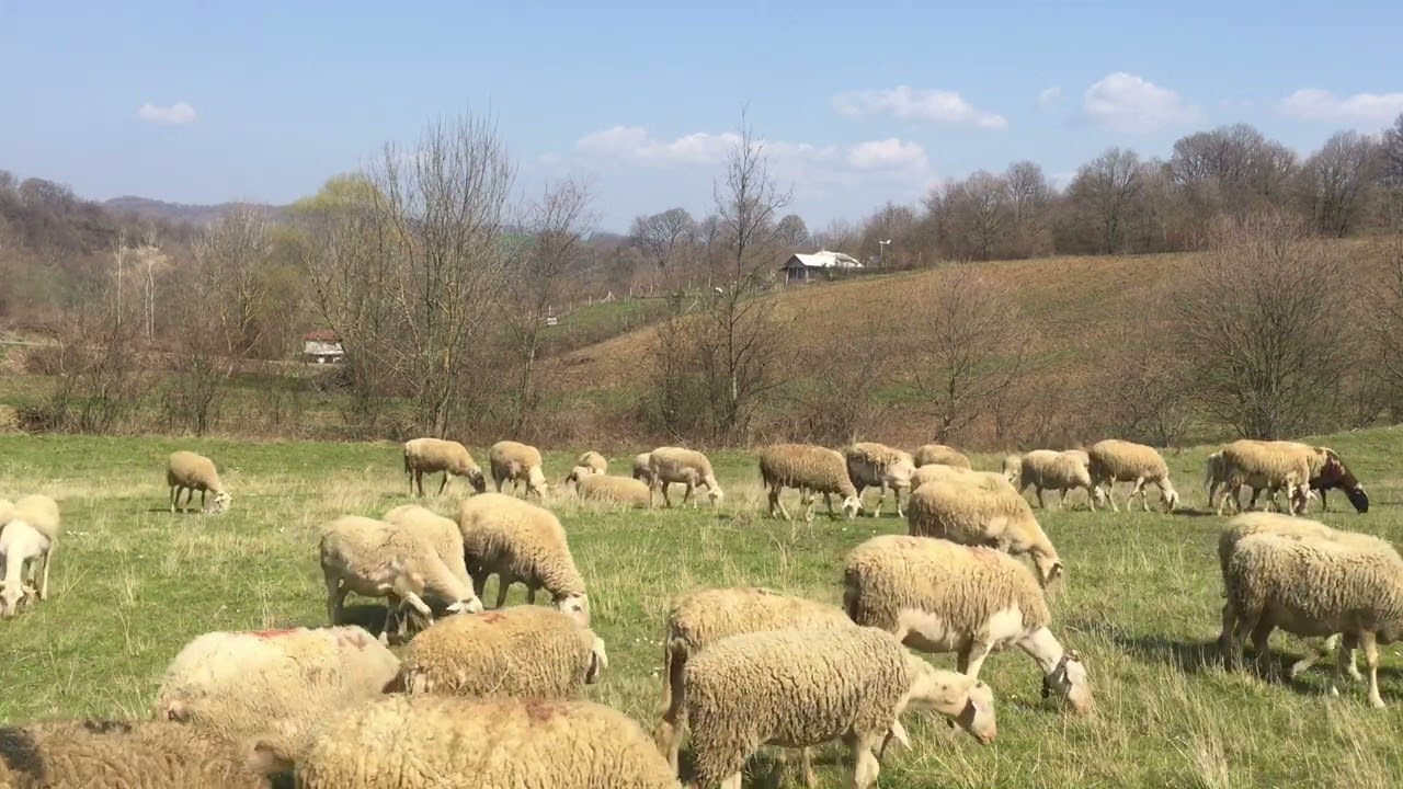 Koyun Kıvırcık, Ses Çan, Gelen Terapi